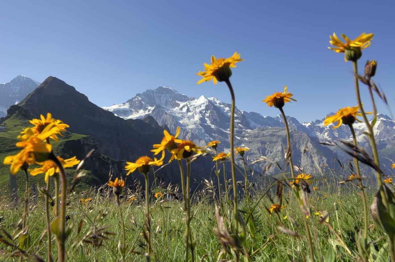 Pasta&More Bed&Breakfast Wengen Luaran gambar